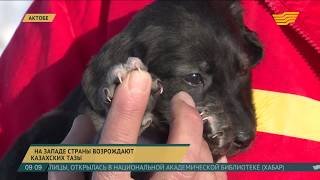 Собак казахской породы тазы возрождают в Актобе