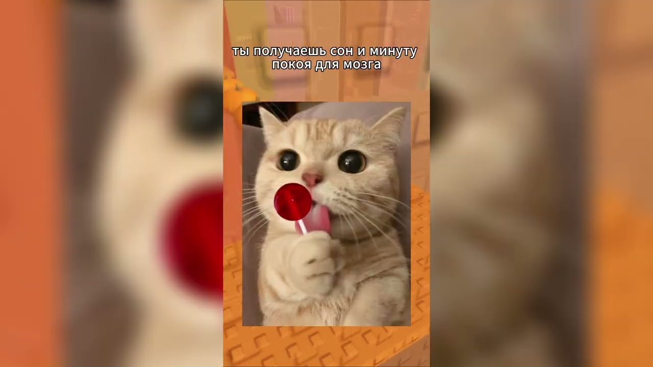 Мои правила если бы (Сборник)