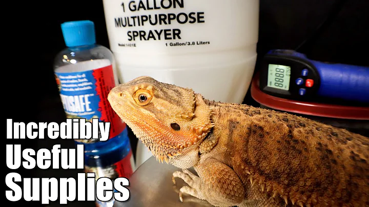 10 Essentials for Reptile Keepers