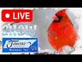 Snowy tennessee woods 11524 live bird feeder cam nashville tn