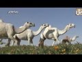 نخبة الجلاوي ابل لفى الجلاوي نخبة الجلاوي ابل لفى الجلاوي
