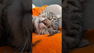 Misti Napping Master