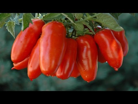 Video: San Marzano tomatpleie – dyrk San Marzano saus tomatplanter