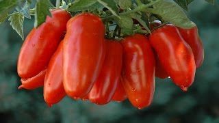 ⟹ San Marzano Lungo No. 2 Tomato, Solanum lycopersicum, its a PASTE Tomato 