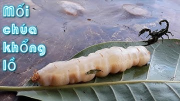 Cận cảnh mối chúa , mối chúa khổng lồ