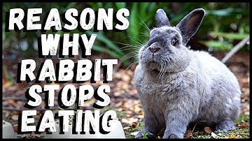Things to Do If Your Rabbit Stops Eating