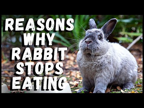 Video: Is konijn gestopt?