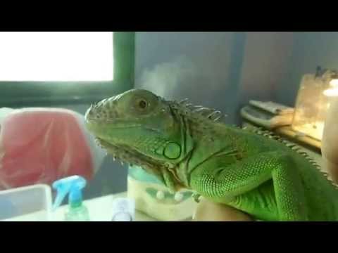 اساسيات تربية الاجوانا  green iguana care