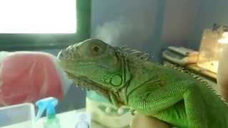 اساسيات تربية الاجوانا  green iguana care