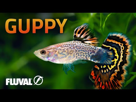 Video: Swart vis: foto en beskrywing van die gewildste inwoners van die akwarium