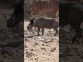 WartHOG down!! #altraarrows l #africa