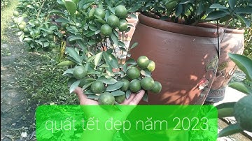 quất tết năm 2023,quất cảnh đẹp năm 2023,giá cả hợp lý