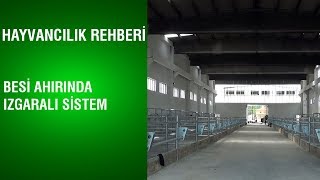 @BereketTV  Hayvancılık Rehberi - Besi Ahırında Izgaralı Sistem