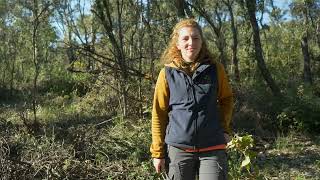 Les chênes en forêt méditerranéenne