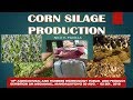 Corn Silage Production
