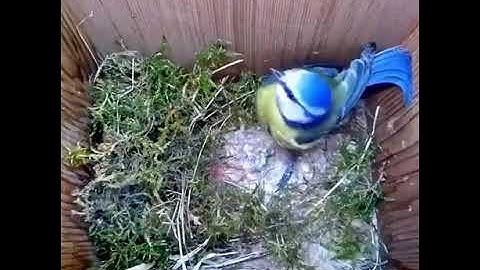 From empty nest to first egg in less than 4 minutes!   BlueTit nest box live camera highlights