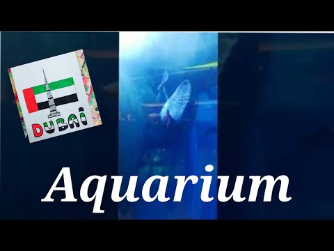 Aquarium & underwater zoo – Dubai Mall #shorts #zoo #aquarium
