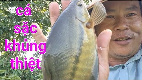 câu cá sặc rằn tại đập PHƯỚC HÒA đúng PHÊ !(khu chuồn vịt)