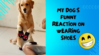 My dog's funny walk after wearing shoes for first time @EmmatheGR #goldenretriever #puppy