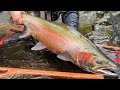 He Caught The BIGGEST STEELHEAD Of His Life! (NEW PB!!)