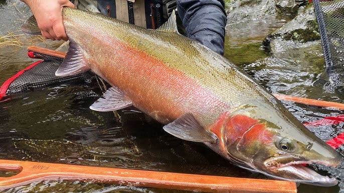 Addicted Fishing - Jordan caught an absolute giant this year breaking his  PB steelhead with one of the most beautiful fish we've ever seen! Peep the  full video link below. Go head