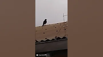 Pied Crows On Top Of The House MercyNguku The World Traveller Worshipsongrewritten 