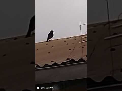 Pied Crows On Top Of The House MercyNguku The World Traveller Worshipsongrewritten