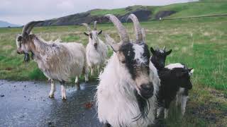close up shot of goats looking at the camera in iceland by TMA WORLD No views 1 month ago 10 seconds