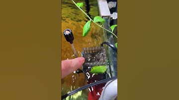 Mẹo | Không cần sủi oxy cá vẫn thở ầm ầm #shorts