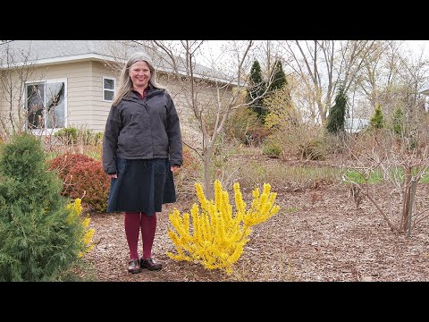 Which Forsythia is Right For You?