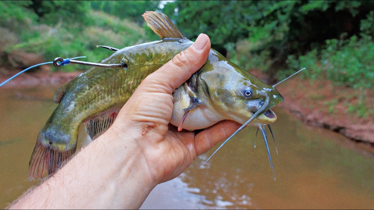 The Big Bait Got Eaten in a Tiny Creek!