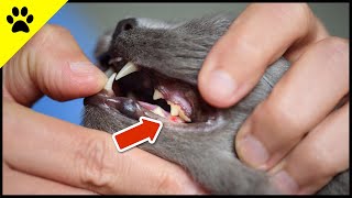 Every 2nd Cat Suffers Silently From This PAINFUL Disease 😭 by KittyTV 728 views 2 months ago 2 minutes, 48 seconds