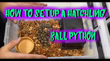 HOW TO SET UP HATCHLING BALL PYTHONS. Multiple methods
