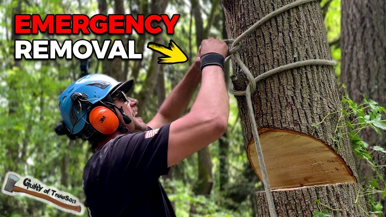 Emergency Tree Removal To Save A House - Bigleaf Maple Logging - YouTube