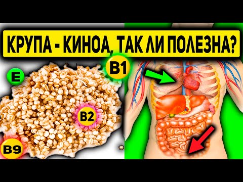 Крупа Киноа. Какова Польза И Вред Для Здоровья. Кому Нельзя Есть Киноа Противопоказания