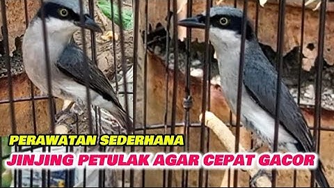 Cara merawat jinjing petulak bahan agar bunyi ll Perawatan burung jinjing petulak agar cepat gacor