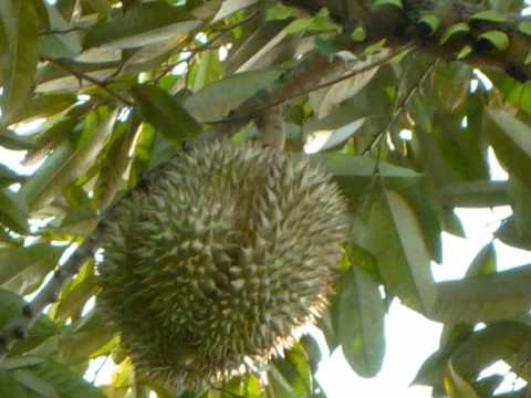 Video: Durian-fruit Zorgt Ervoor Dat De Mens Faalt In De Ademhalingsapparaat