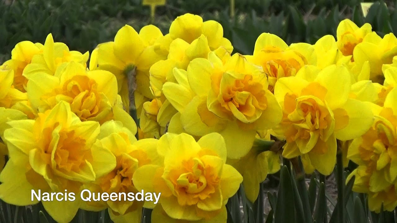 Narcis Queensday Narcissus Bulbs from Holland YouTube