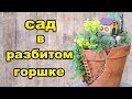 Сад в разбитом горшке своими руками. Вариант для дачи.