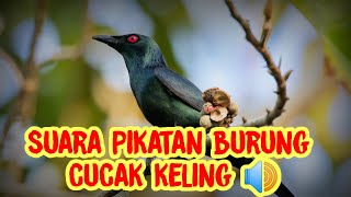 SUARA PIKATAN BURUNG CUCAK KELING #kicaumania #kicaumaniaindonesia