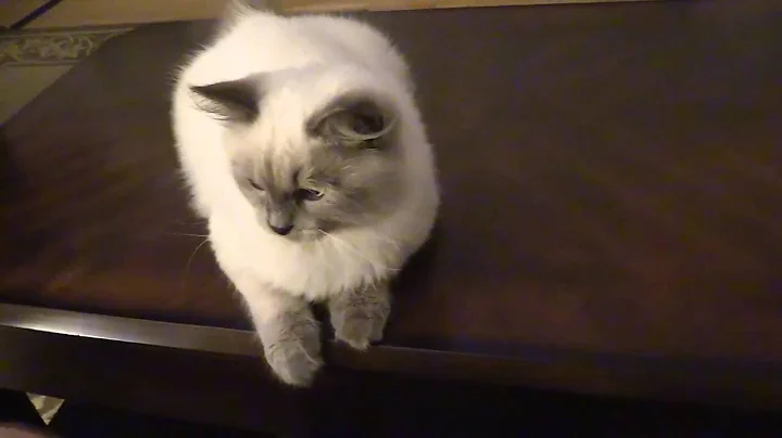Watch the video about Tayo - The Blue Point Siberian Kitten