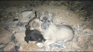 Three orphaned puppies wait in vain for their mother