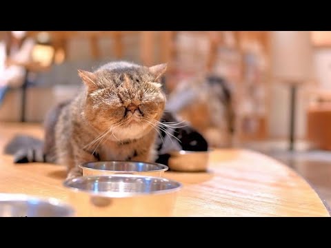 The Biggest Cat