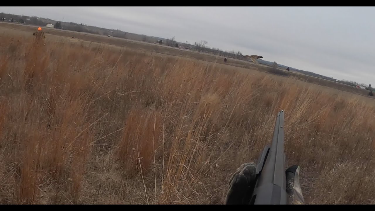 Iowa Pheasant Hunting YouTube iowa-pheasant-hunting-youtube