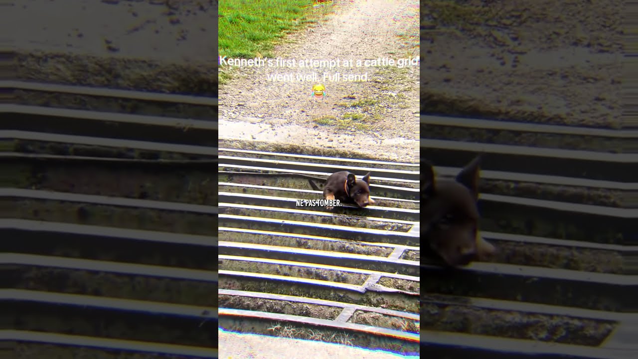  Le Pauvre Chien
