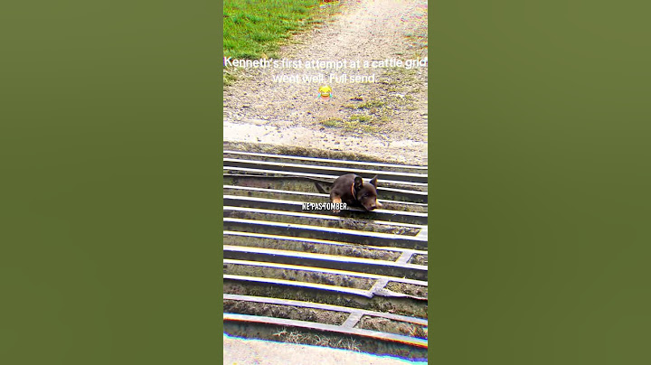 😭 Le pauvre chien…