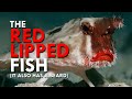 Redlipped batfish have big lips and a beard and i cant handle it