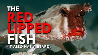 Red-lipped Batfish Have Big Lips And A Beard And I Can’t Handle It by Animalogic 38,050 views 7 days ago 7 minutes, 29 seconds