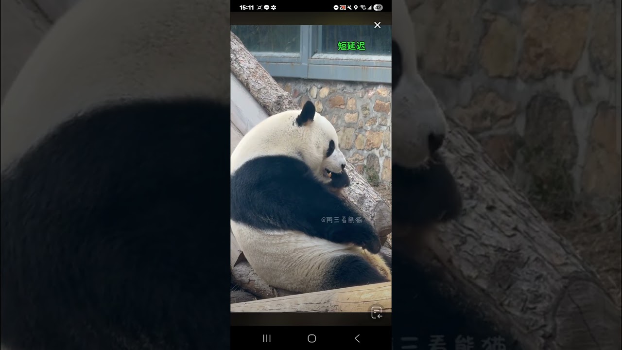 阿三看熊貓錄頻分享🐼 1月15號 小萌蘭吃播時間 下午3點加餐