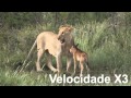 Imagens Raras E Incríveis! Leão Proteje Um Bébé Gnu Da Morte! - WWW.MEGAFIXE.COM